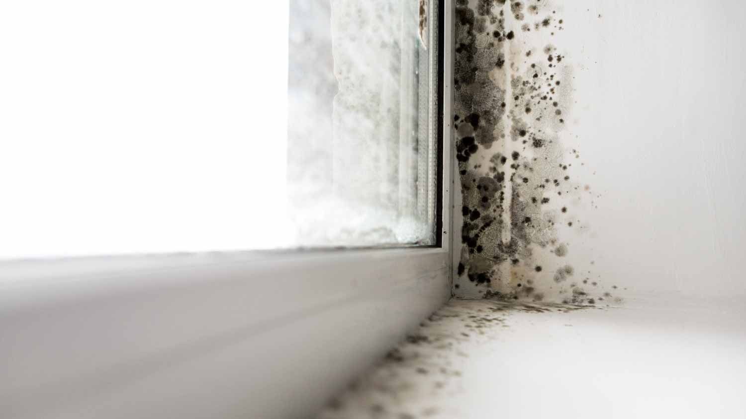 What Kind of Mold Is on Your Window Sill?
