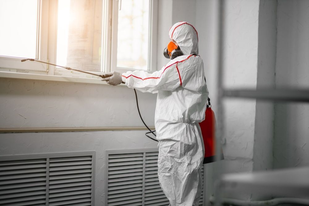 When to Call a Professional Mold Removal Service