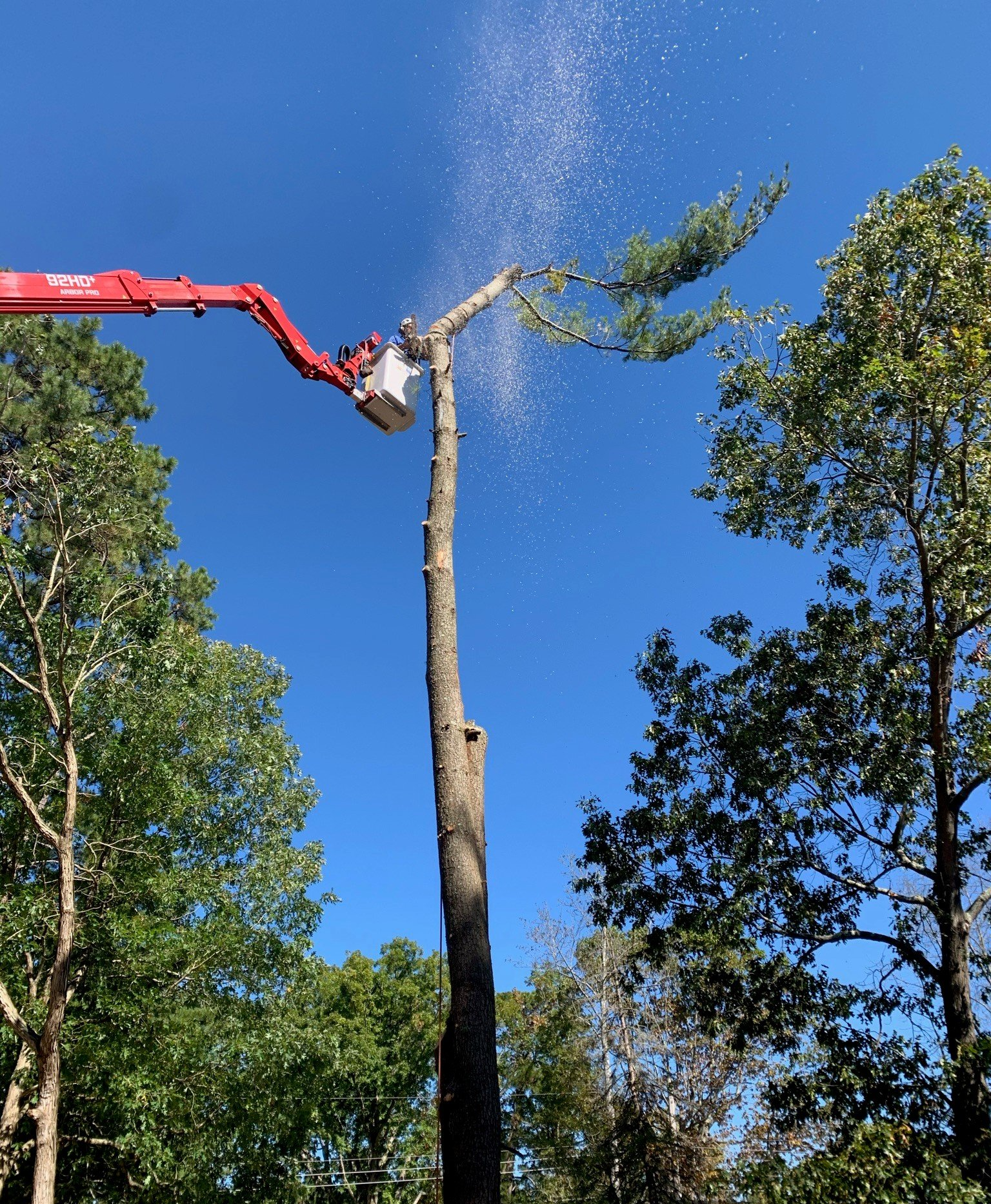 Cutting Long Tree — Atlantic and Cape May Counties in Southern New Jersey — Tree Works