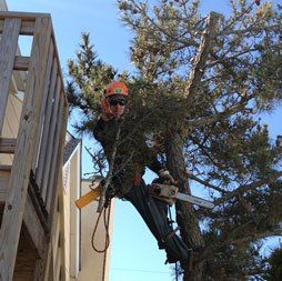 Man Pruning Tree  — Atlantic and Cape May Counties in Southern New Jersey — Tree Works