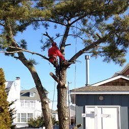 Man Cutting Tree — Atlantic and Cape May Counties in Southern New Jersey — Tree Works