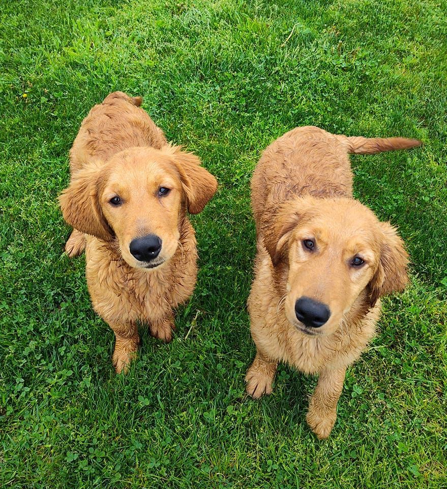 Two Golden Retrievers
