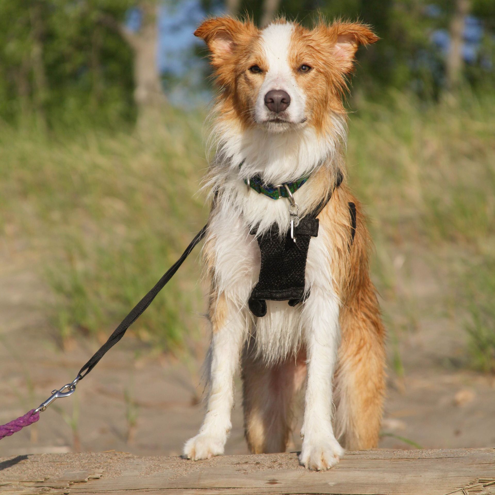 A brown and white dog wearing a harness and leash