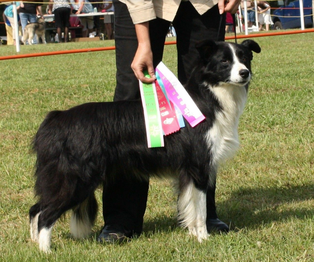 A black and white dog with ribbons around its neck