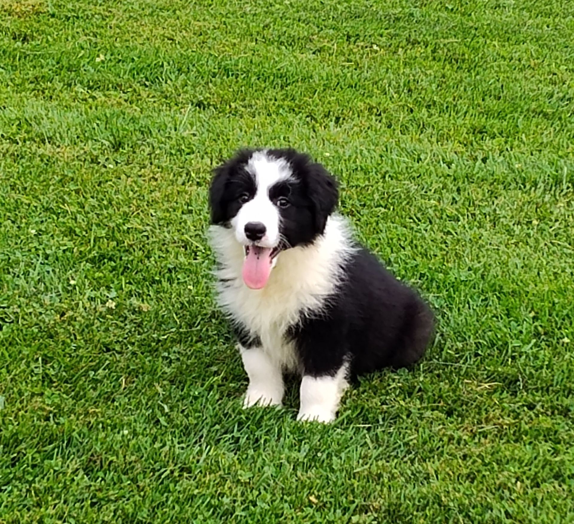 Cute Black and White Collie