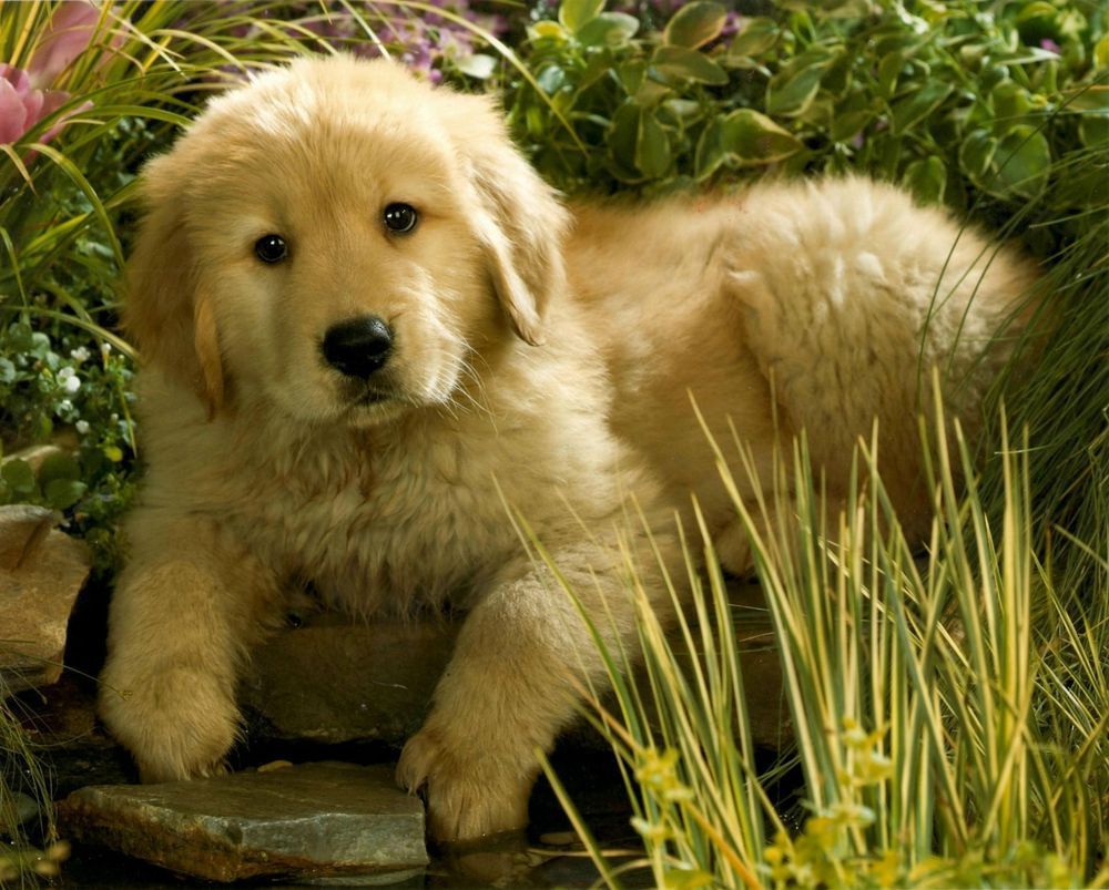 A puppy is laying in the grass near a pond