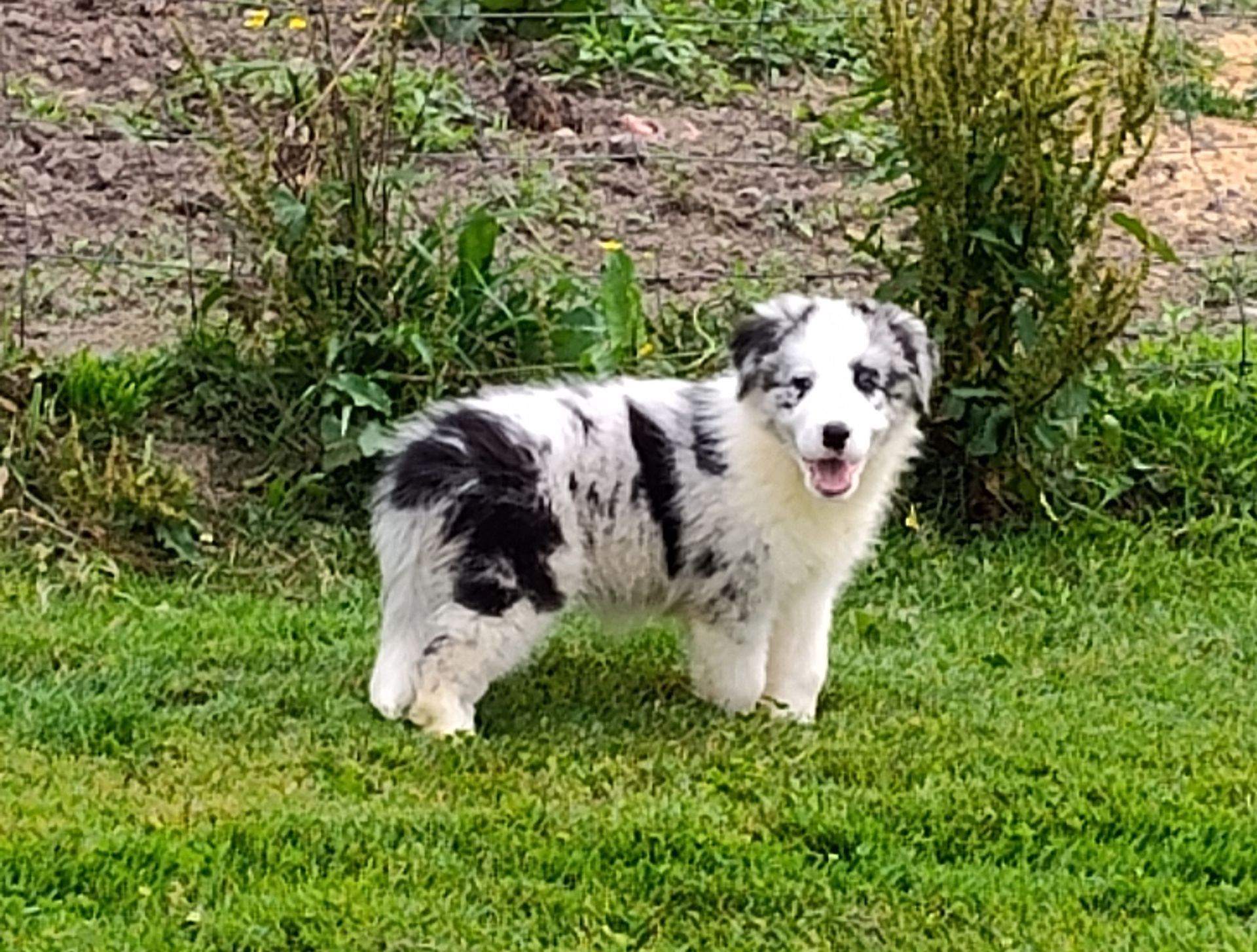 A black and white puppy is standing in the grass