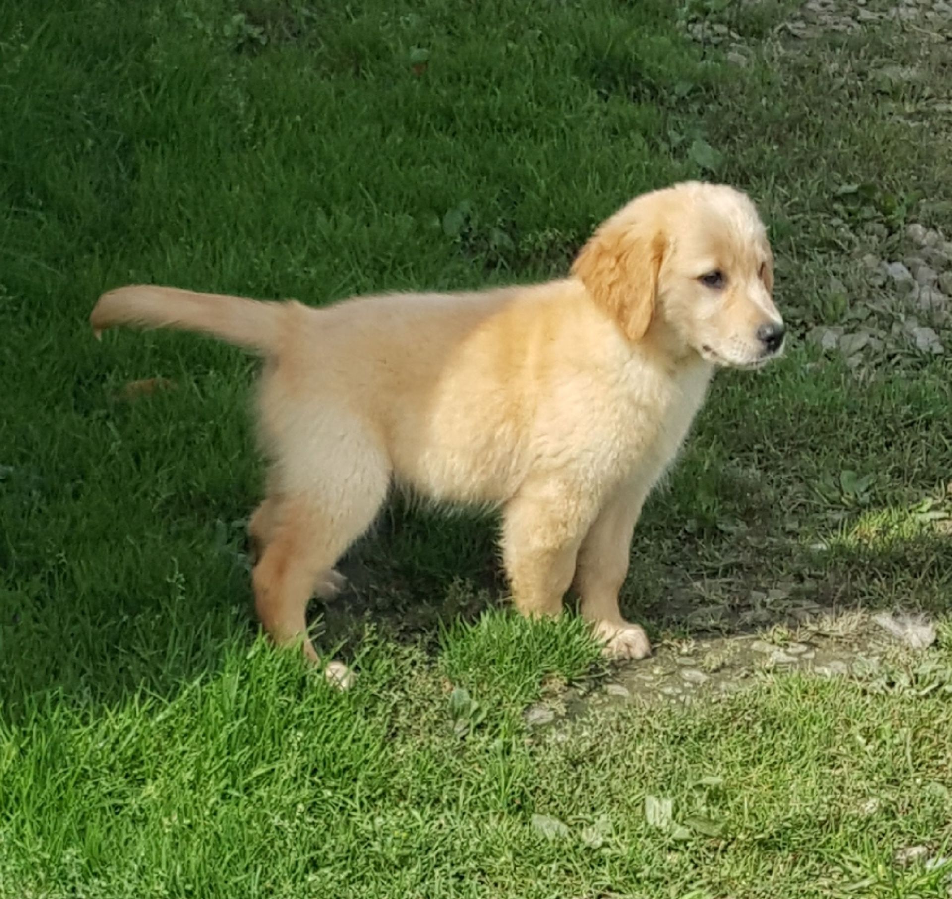 A small golden retriever puppy is standing in the grass
