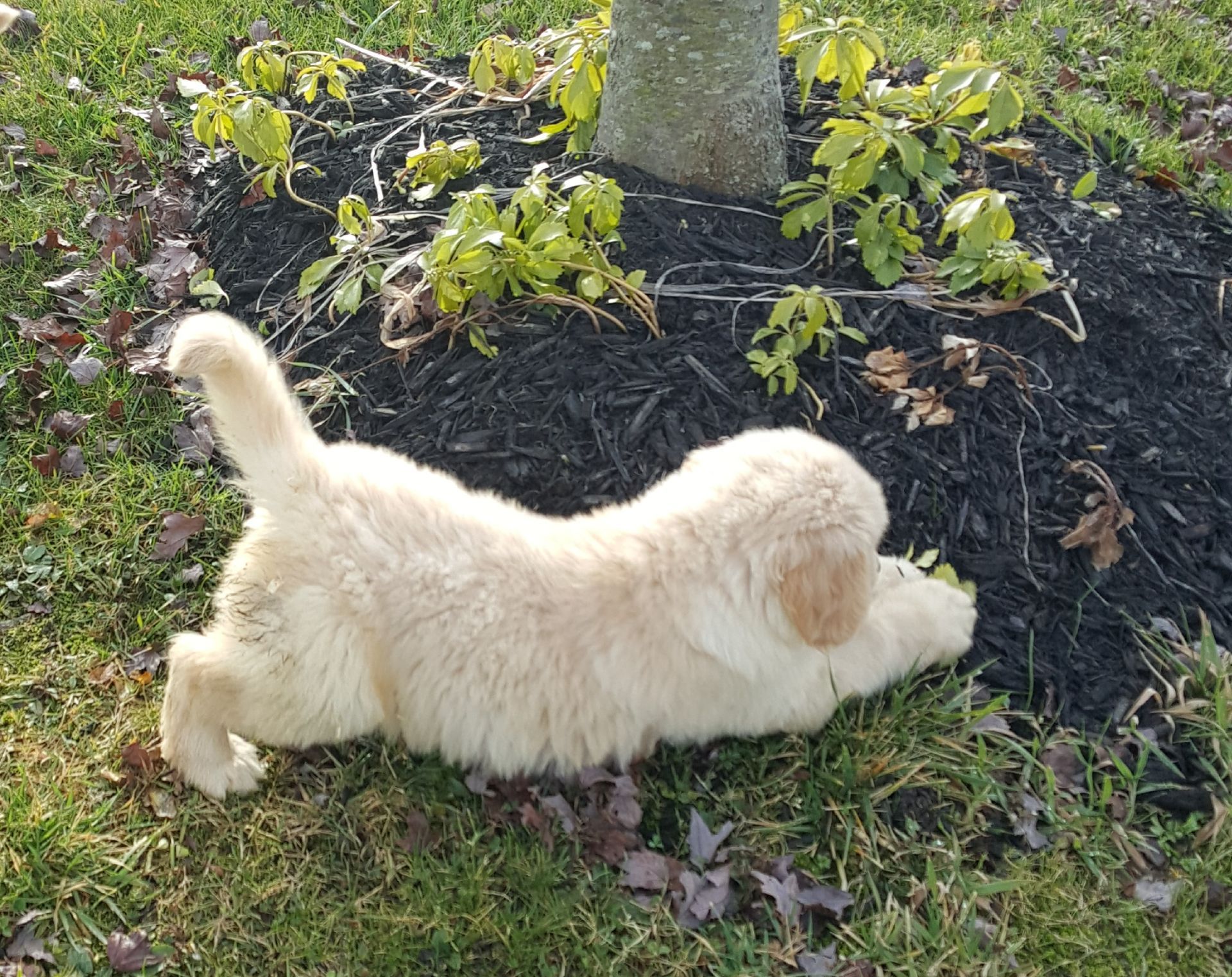 A puppy is laying in the grass near a tree