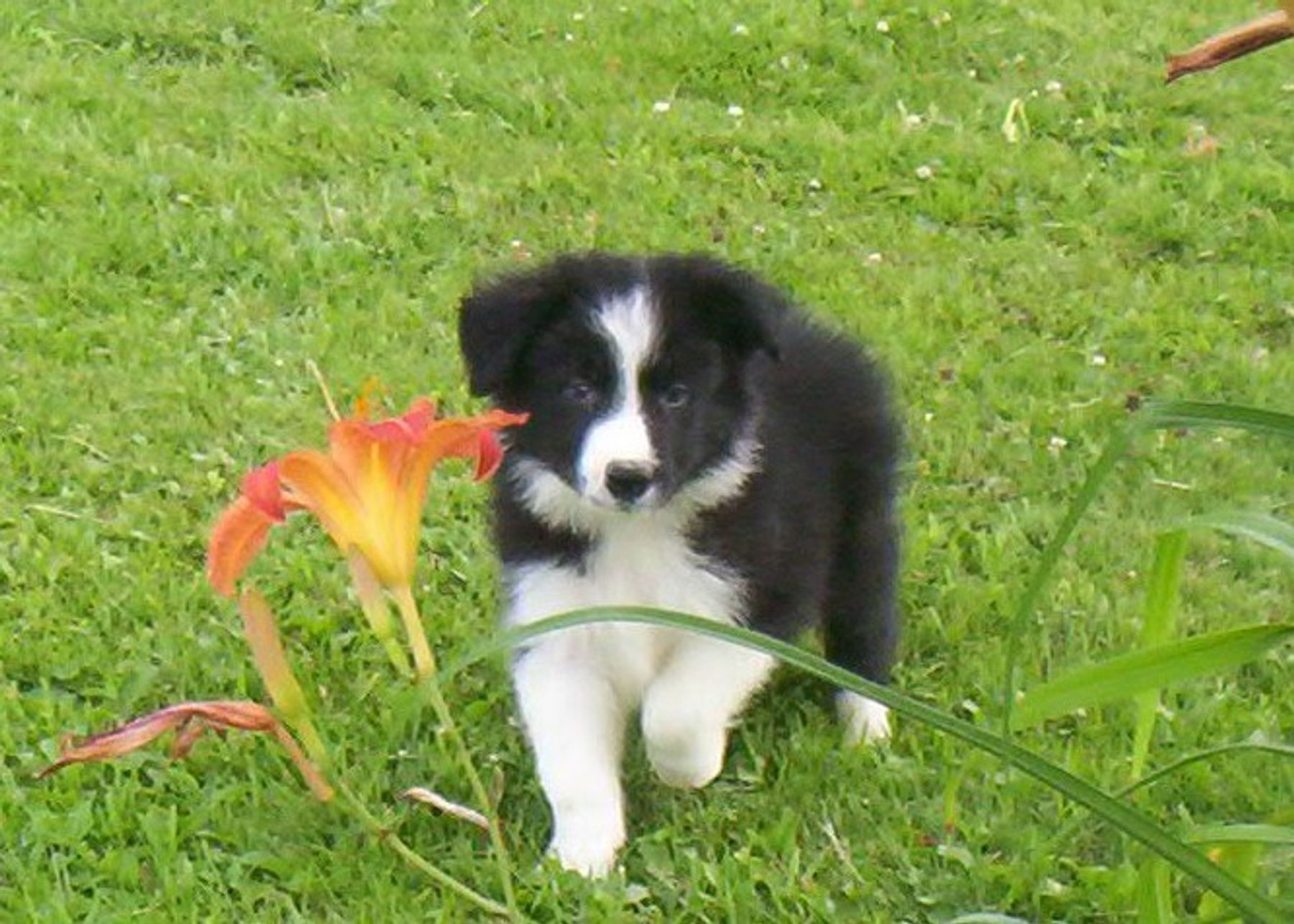 A black and white puppy is walking in the grass