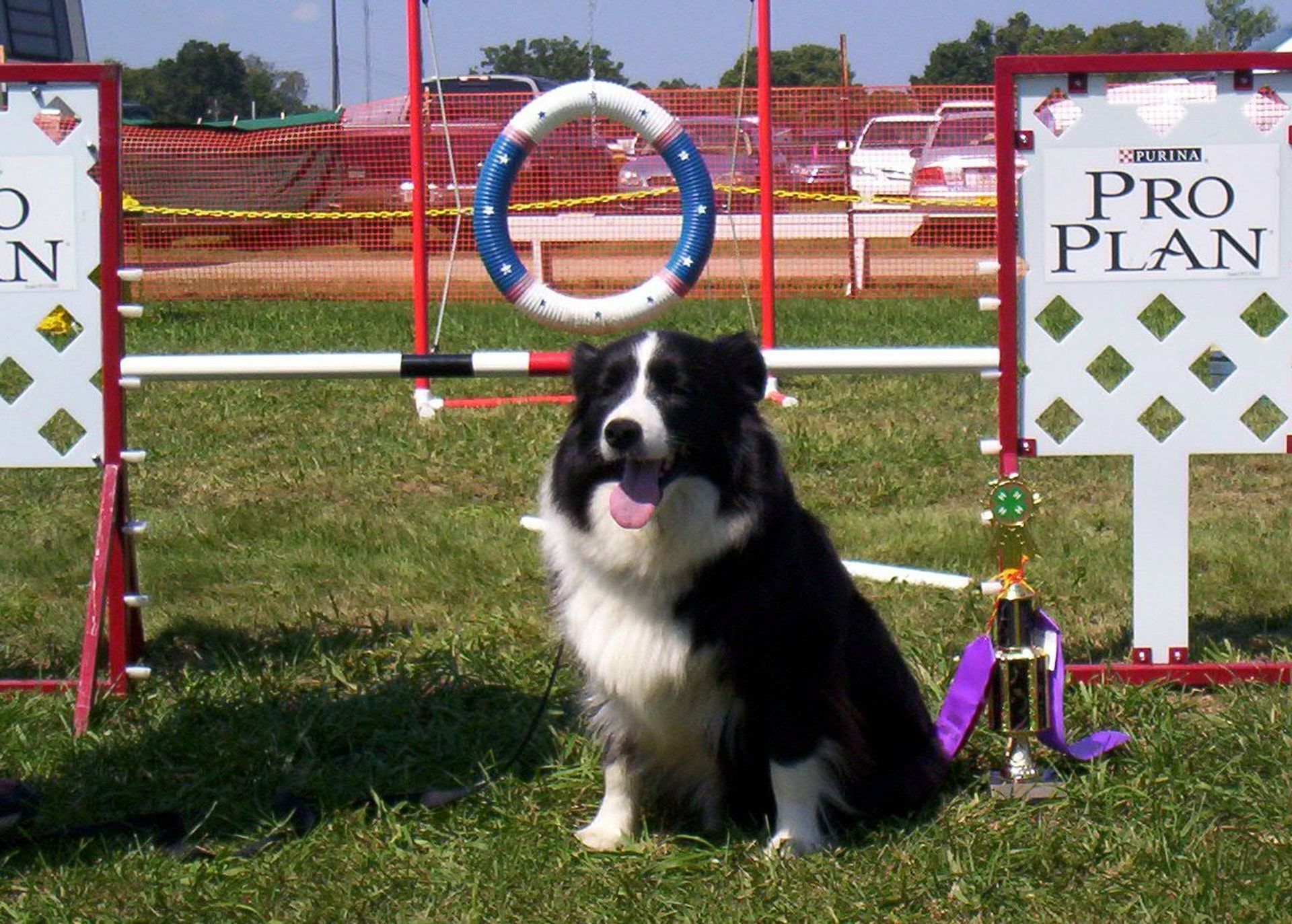 Caliber a Border Collie