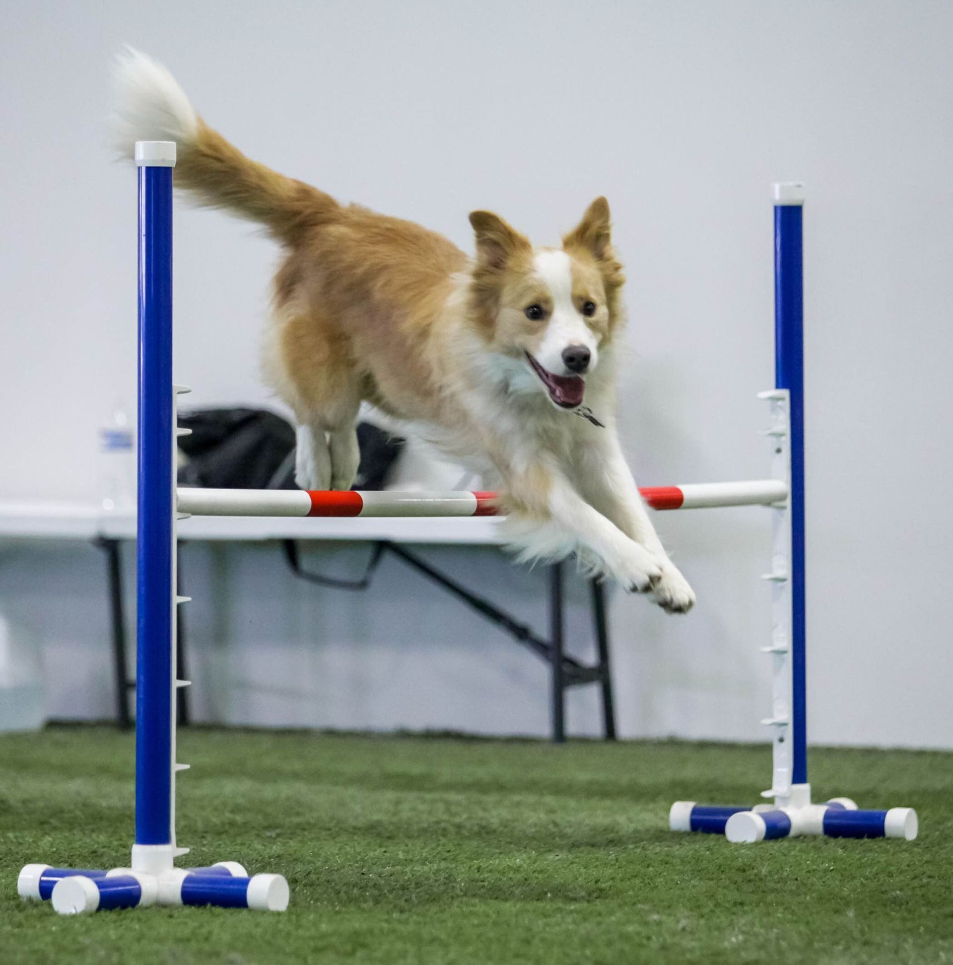 Border Collie in Training