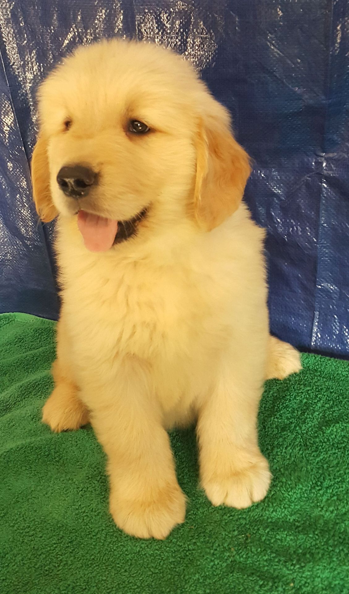 A small golden retriever puppy is sitting on a green towel