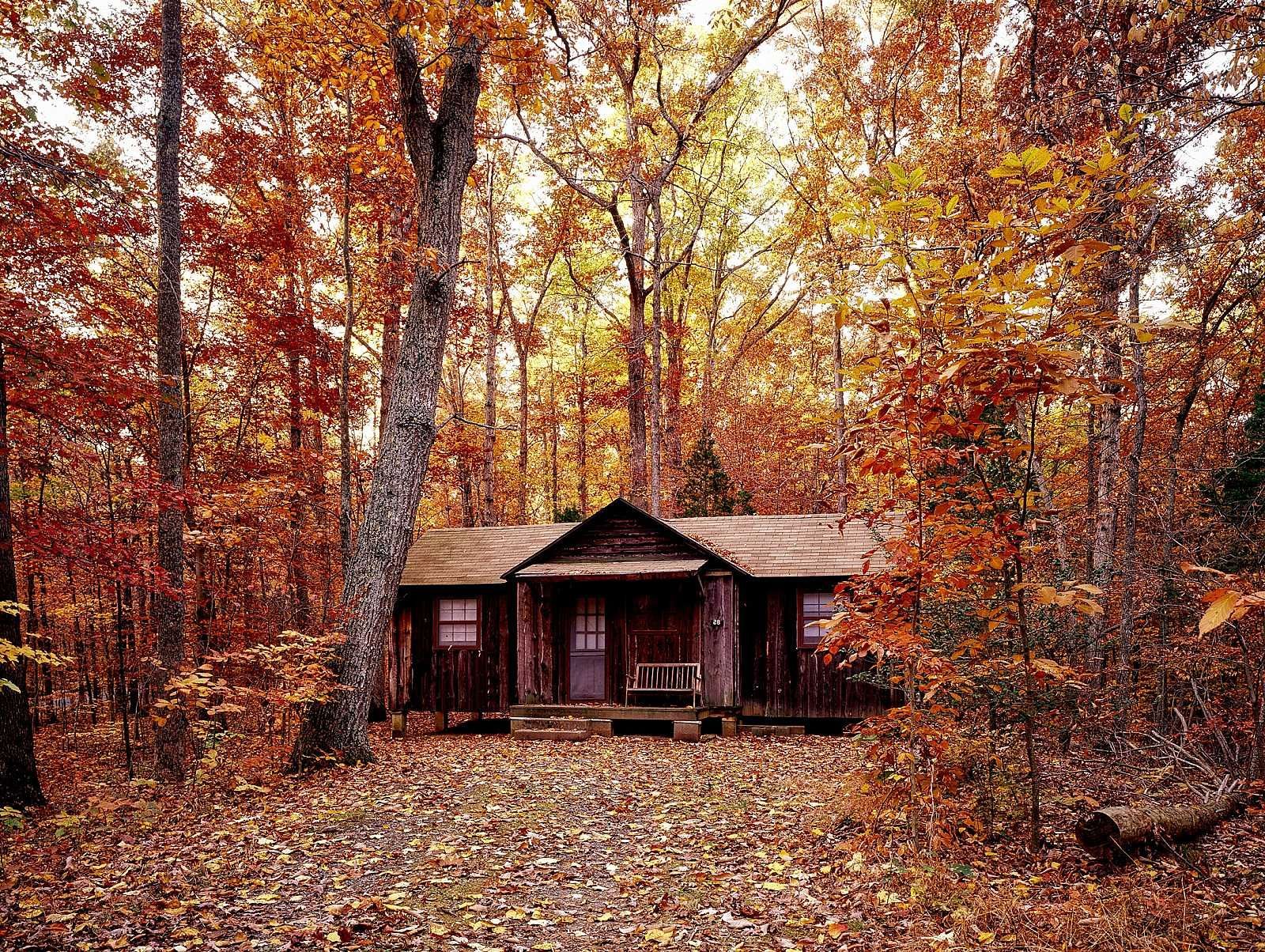 A cabin in the middle of a forest with leaves on the ground