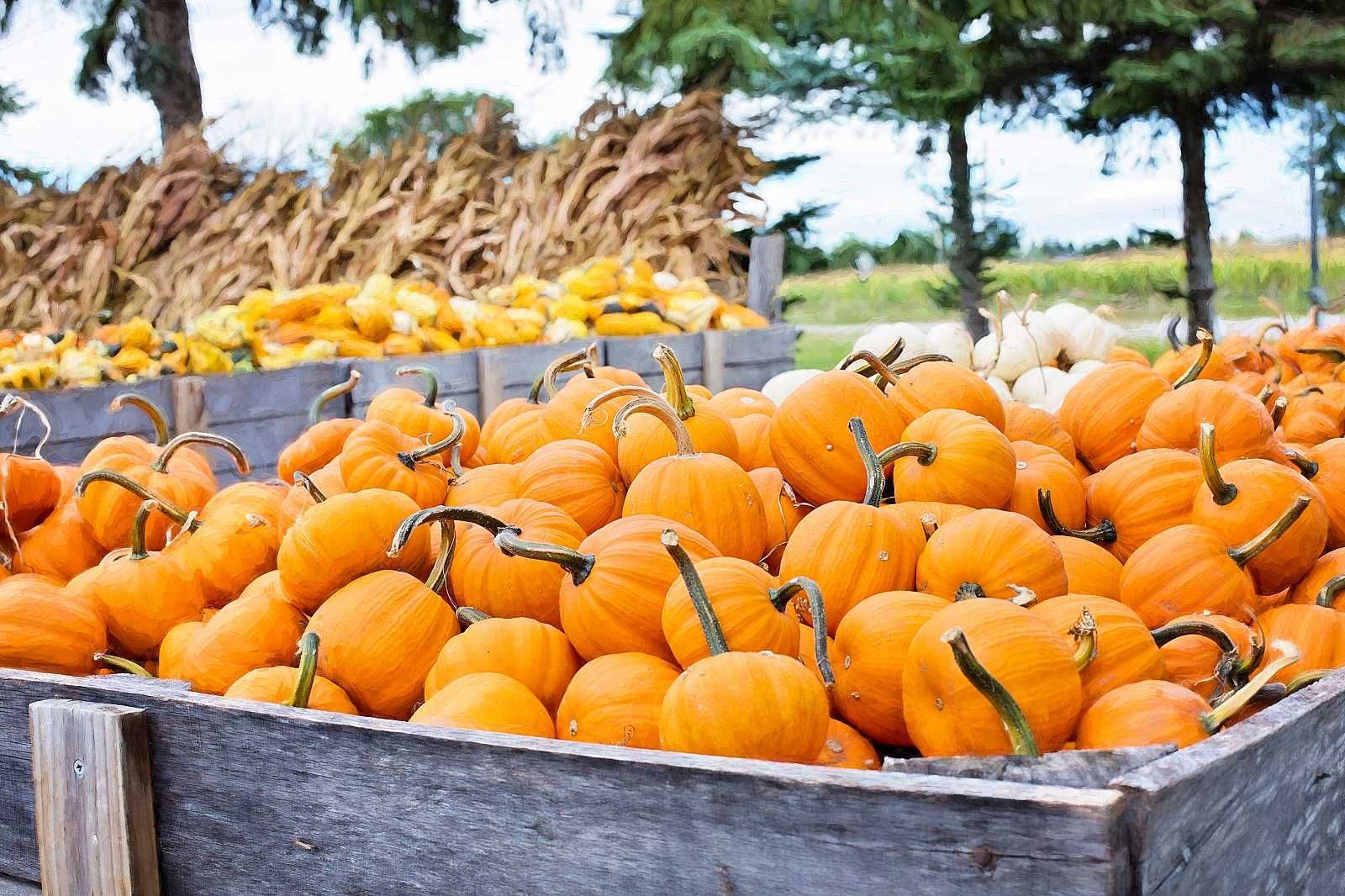 A wooden crate filled with pumpkins and corn