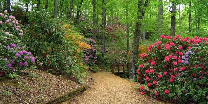 A path in the woods surrounded by flowers and trees