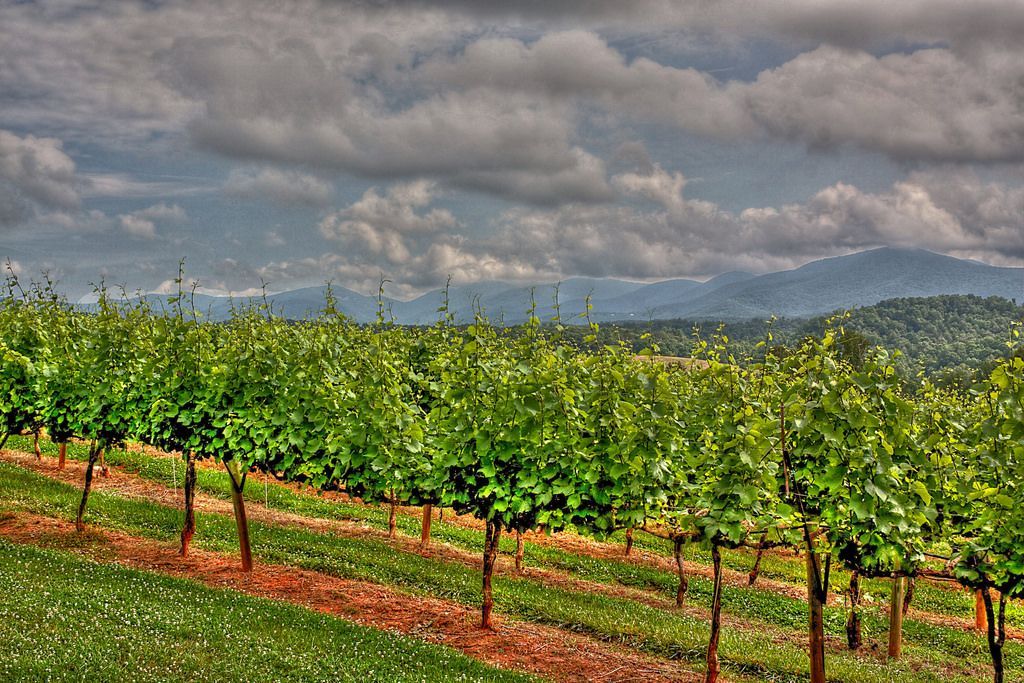 A vineyard with mountains in the background on a cloudy day