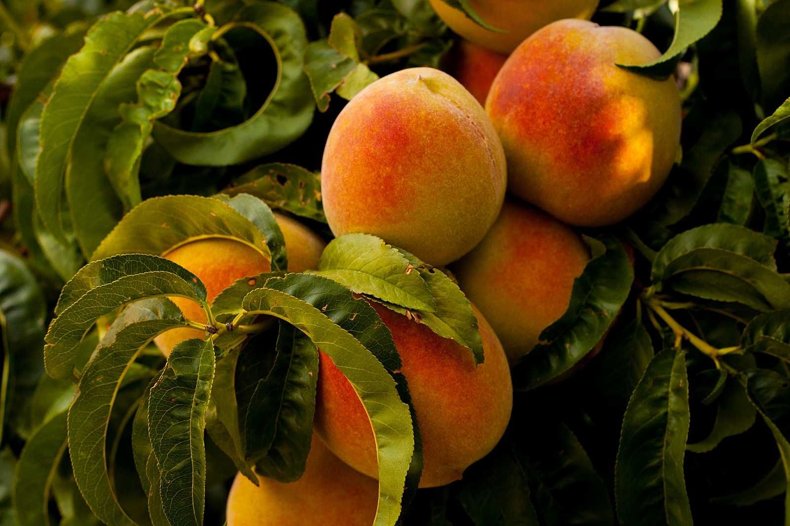 A bunch of peaches hanging from a tree with green leaves