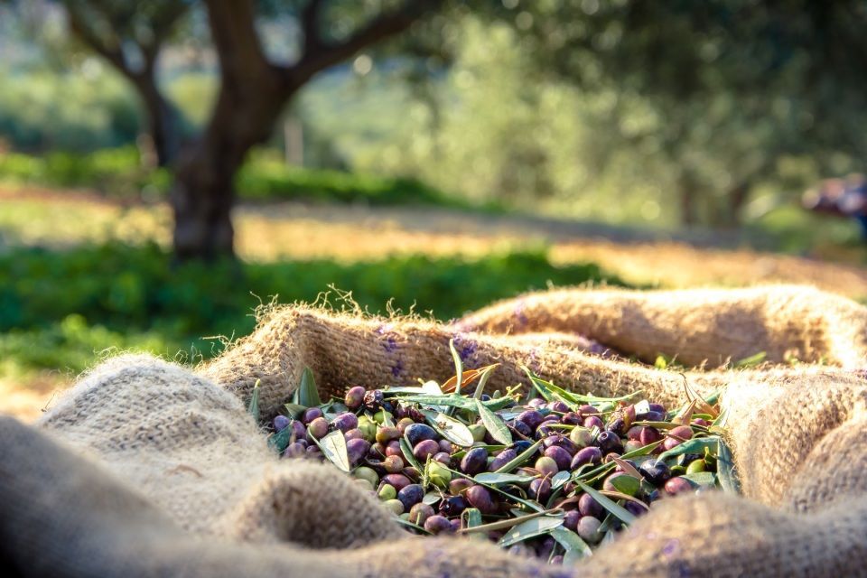 raccolta delle olive