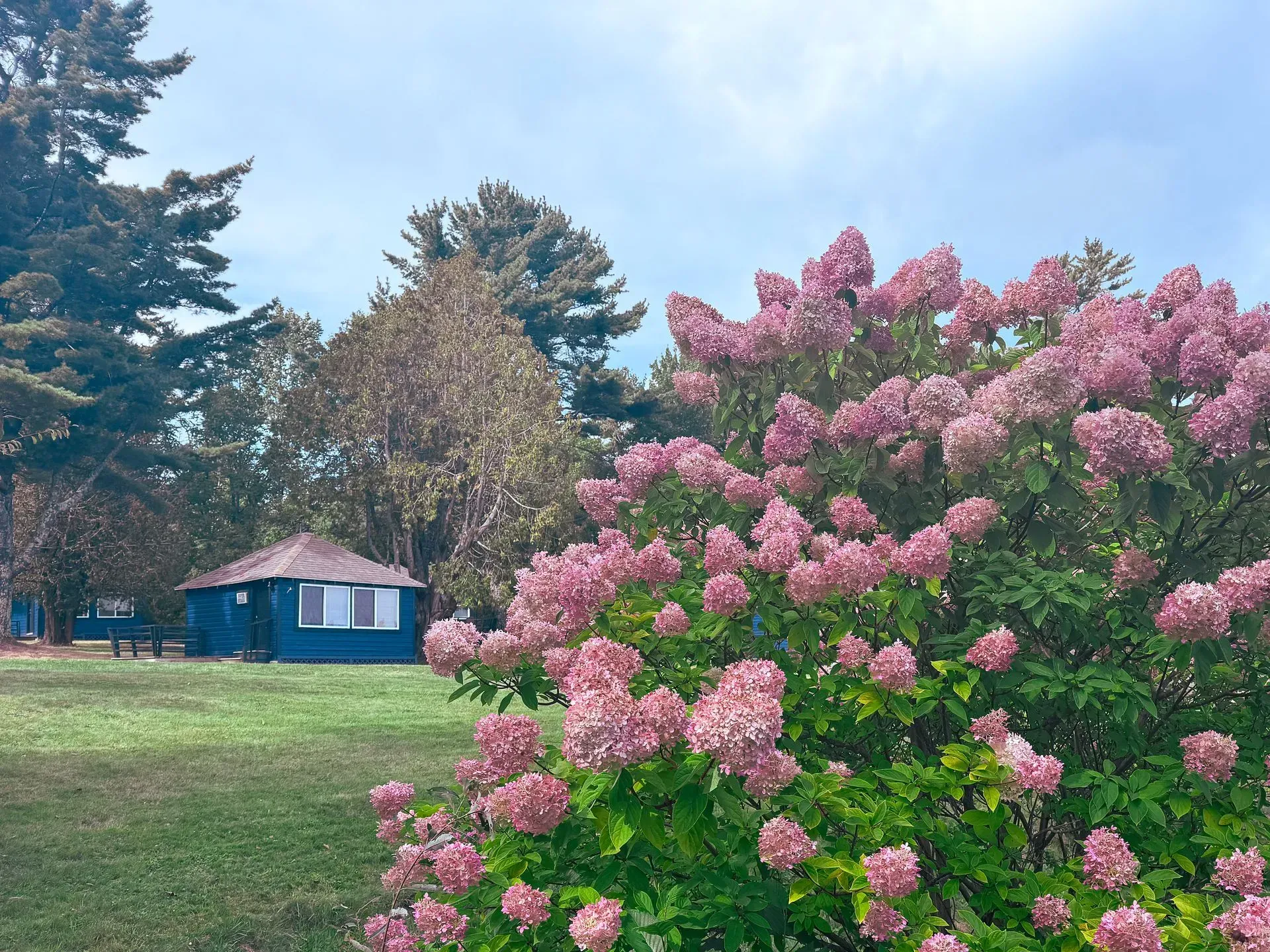 Pink hydrangea bush in a grassy yard with a small blue house and tall trees in the background
