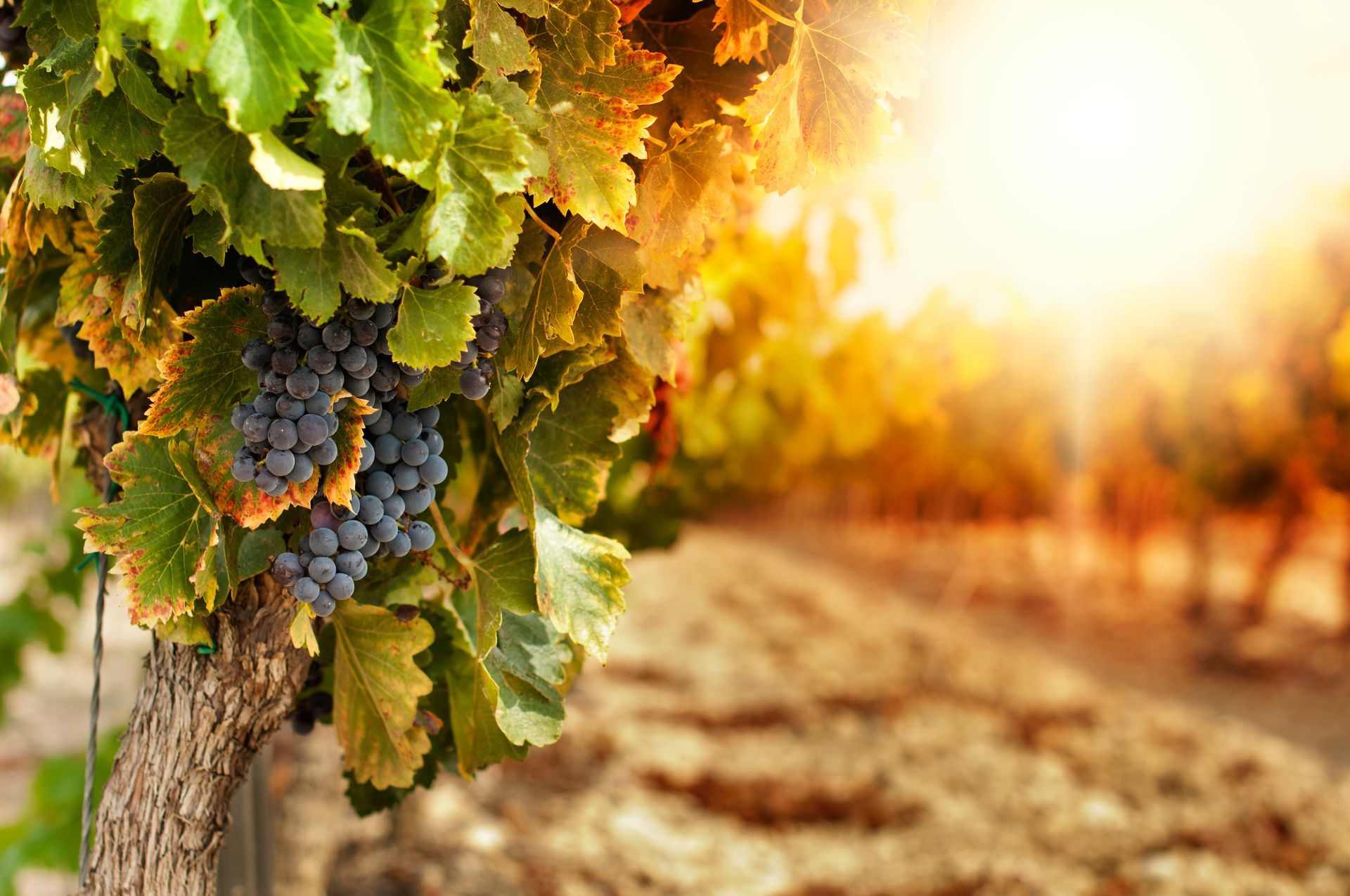 A cluster of ripe purple grapes hangs from a vine in a sunlit vineyard, with rows of vines receding into the distance.
