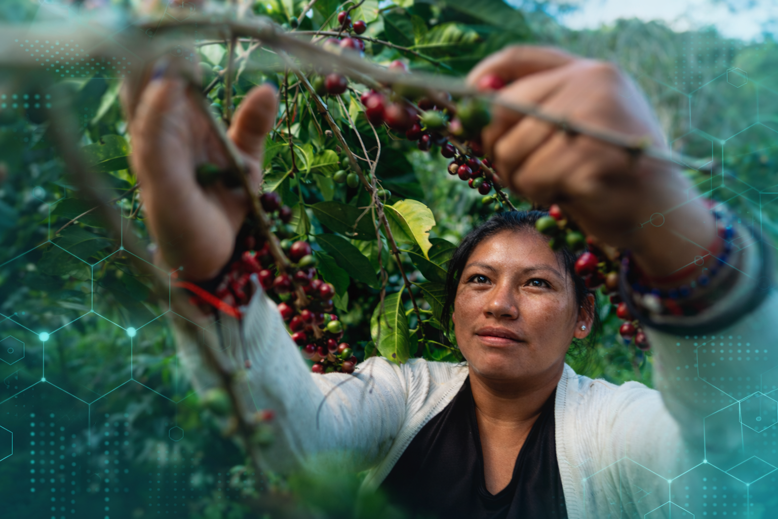 Soft commodities trade featuring coffee harvesting within global agriculture and food supply chain markets