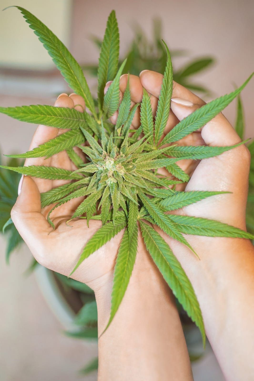 Arrêter la consommation de Cannabis