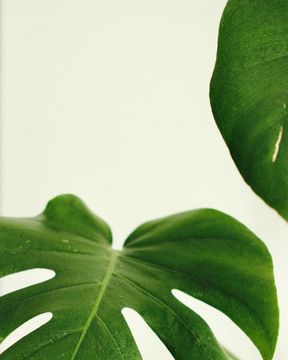 Stephanie Pepiot Headshot