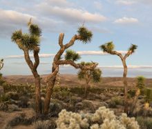 a few Joshua trees in the desert with mountains in the background