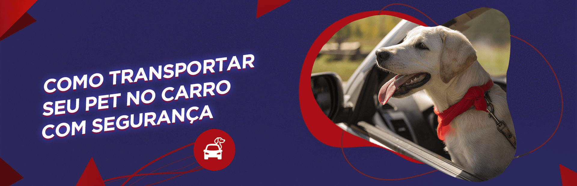 Como transportar pet no carro com segurança