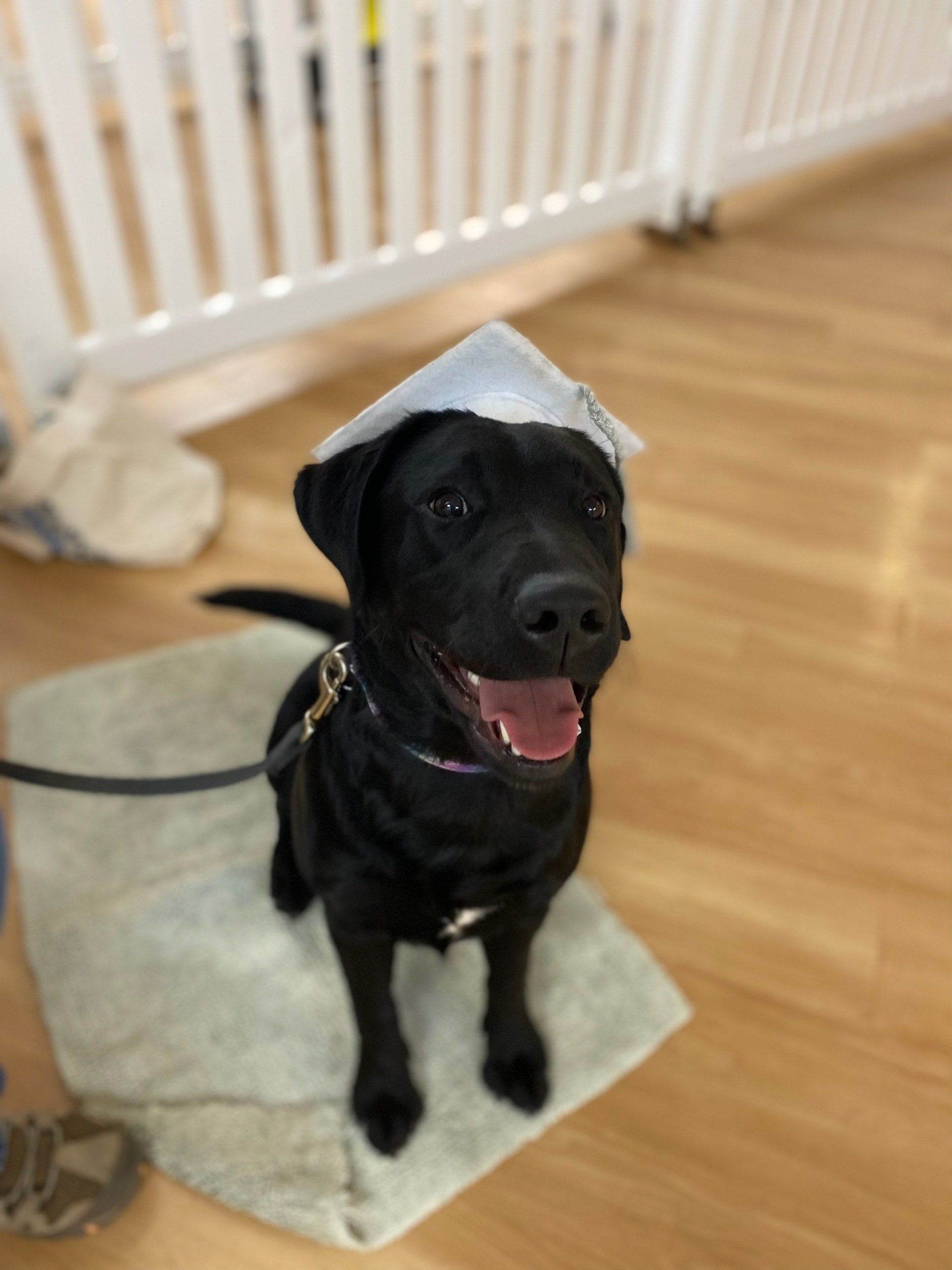Dog Training Albany Ga - 56hr1yk