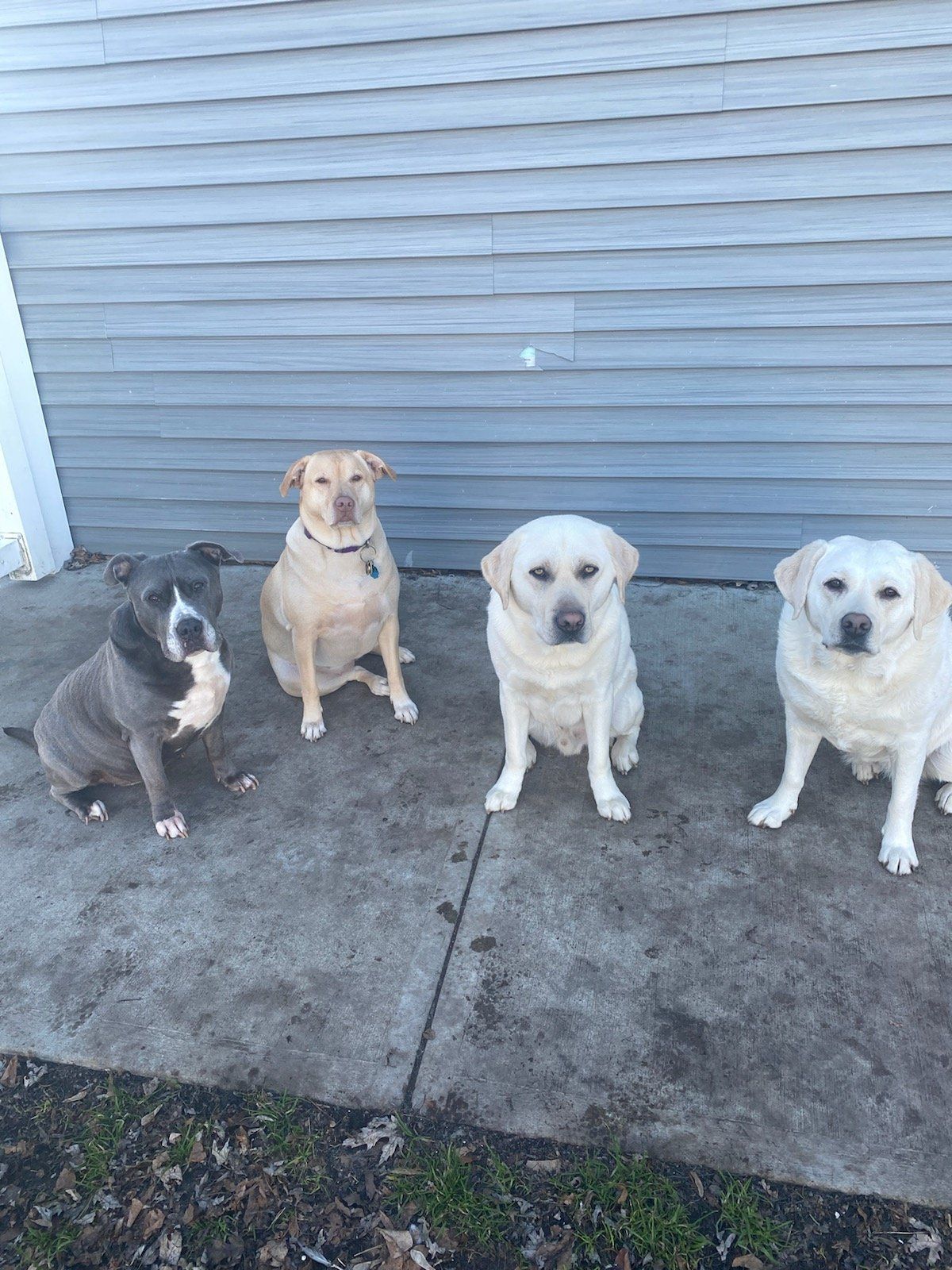 Dog Training Albany Ga - 99bv2e6