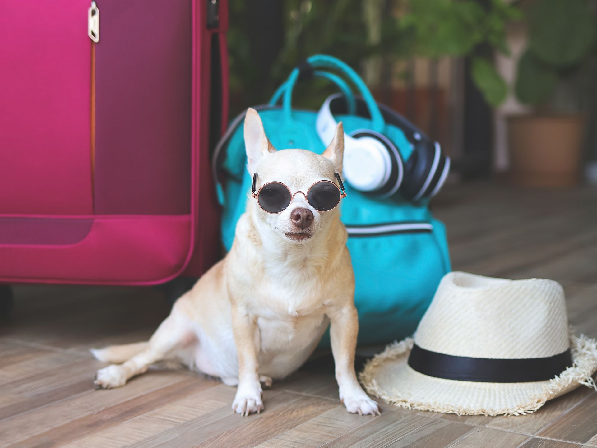 Road Trip with Pets Tips | One Stop Auto Care