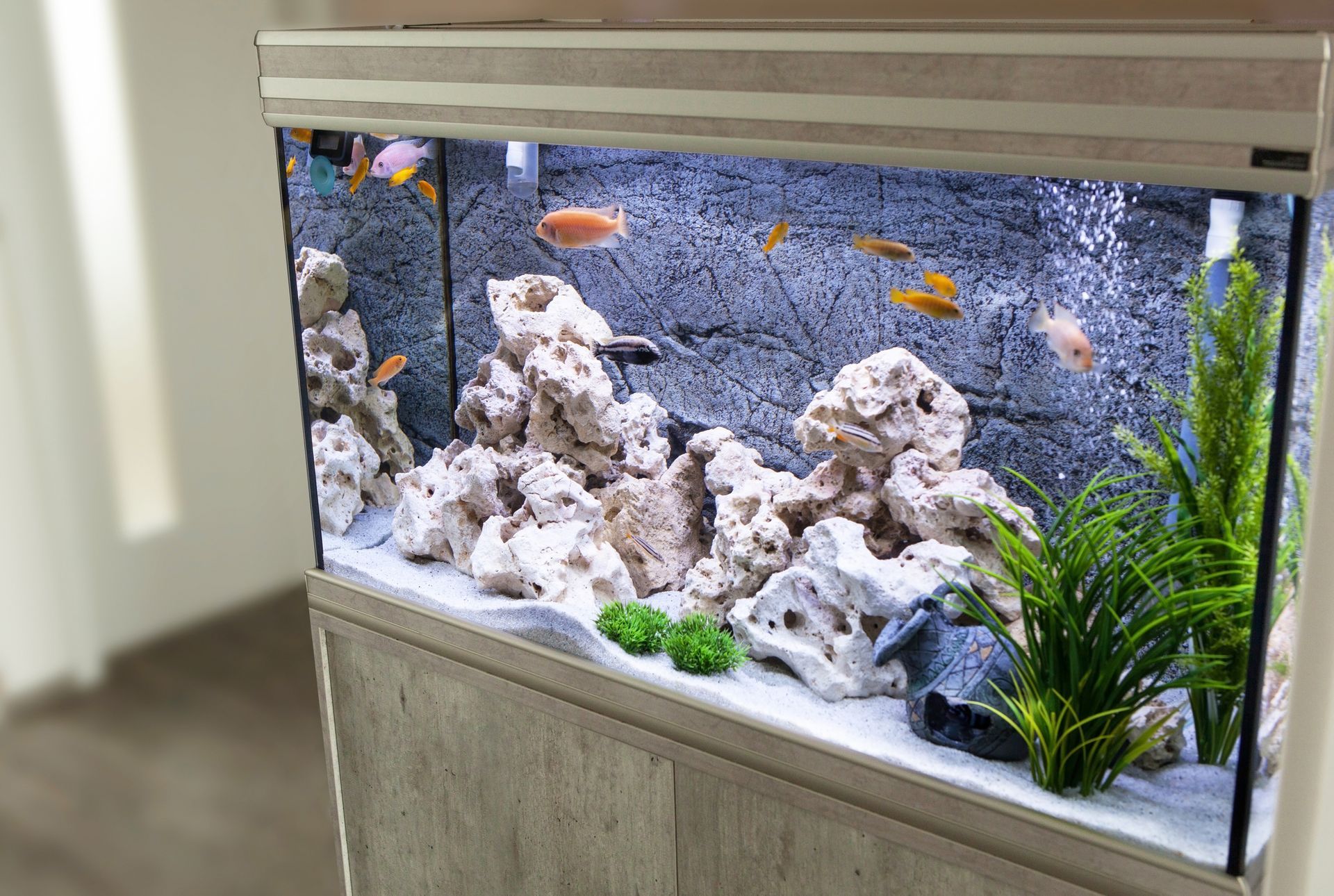 Expert Aquarium Maintenance & Design Edmond, OK AAS