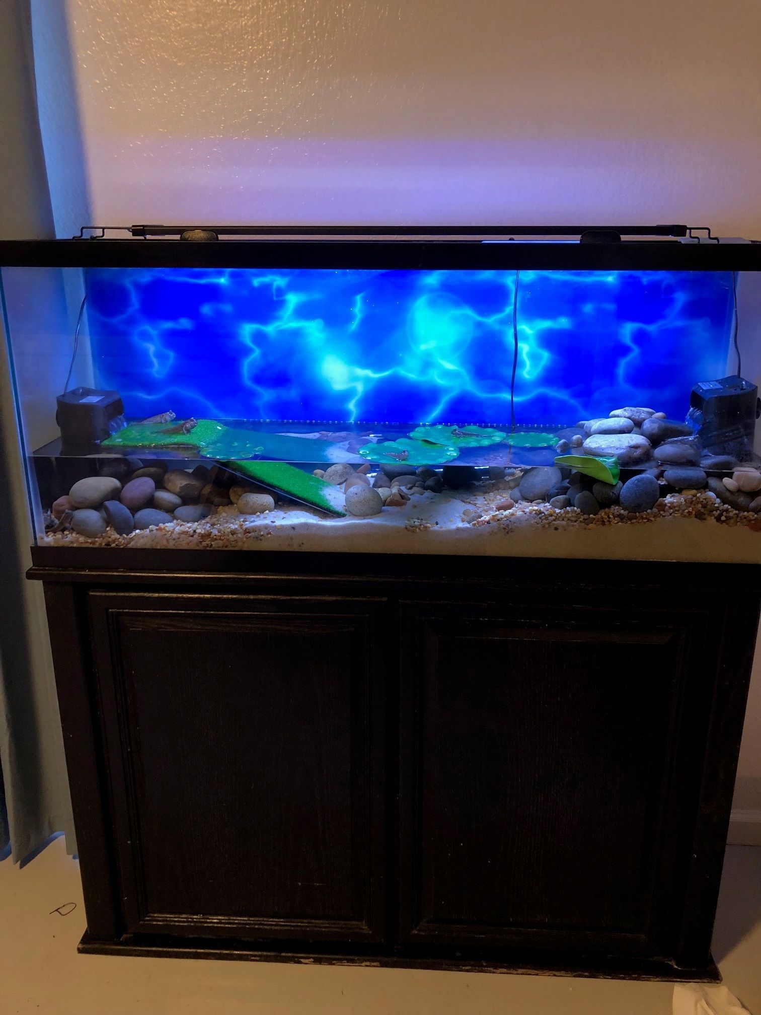 A large aquarium with a blue background and a turtle in it. - Edmond, OK - Aqualife Aquarium Systems