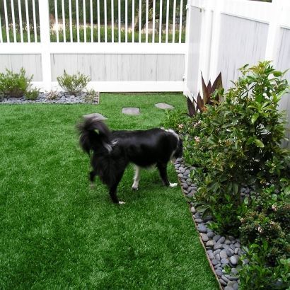 black dog on synthetic pet turf