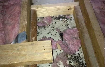 Mice Droppings in attic in Dayton, OH