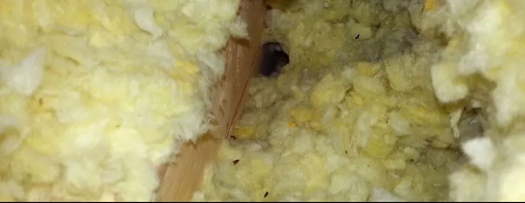 Mice tunneling in attic in Dayton, OH
