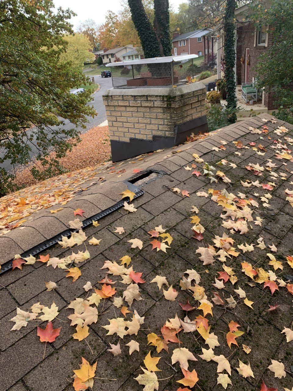 Raccoon entry point on ridge vent in Dayton, OH