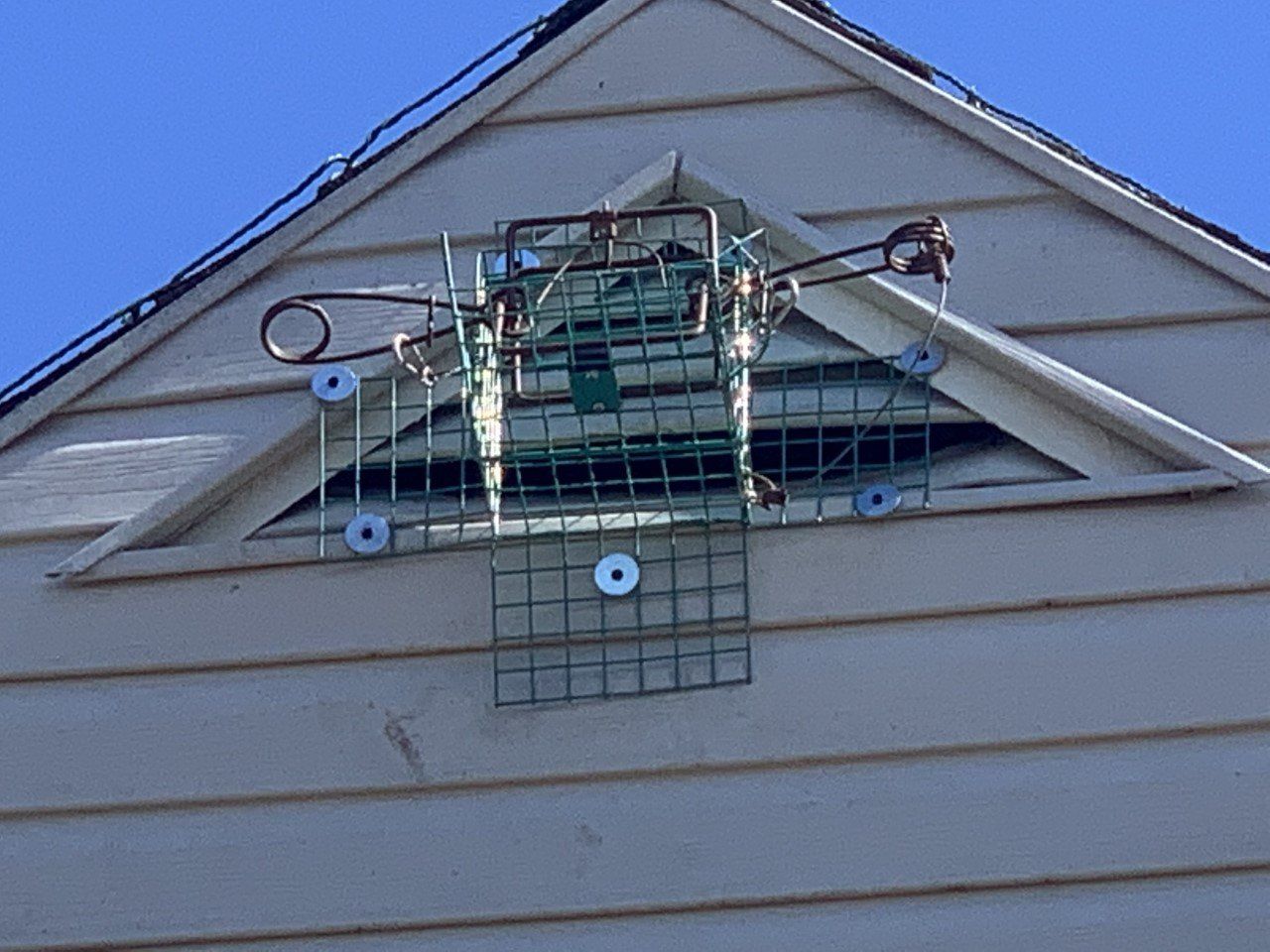 Raccoon entry point on gable end in Kettering, OH
