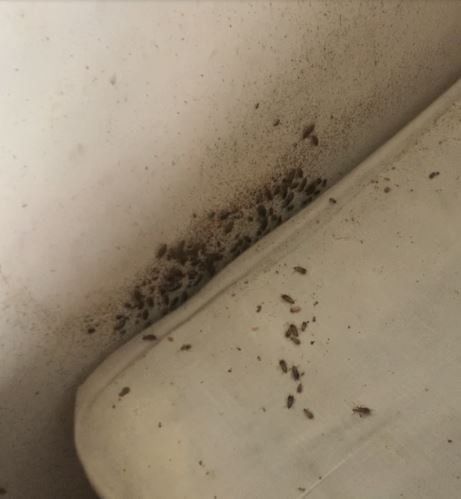 Cochroaches infestation on box spring in Dayton, OH