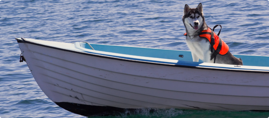 A husky dog wearing a life jacket is sitting in a boat.