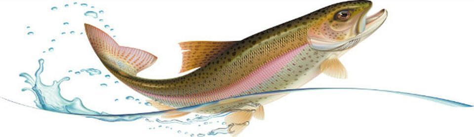 A rainbow trout is jumping out of the water.