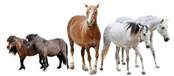 A group of horses standing next to each other on a white background.