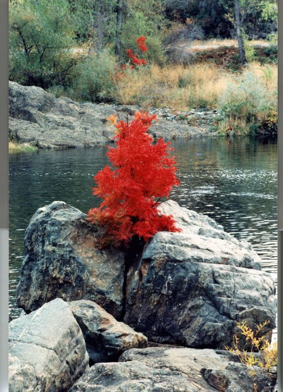 A tree with red leaves is growing out of a rock near a river