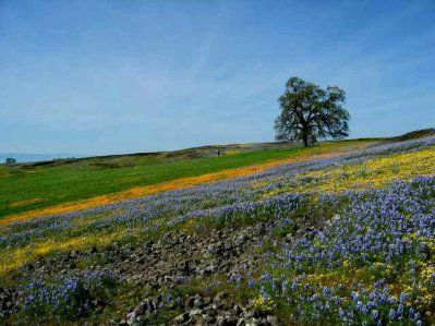 There is a tree in the middle of a field of flowers.