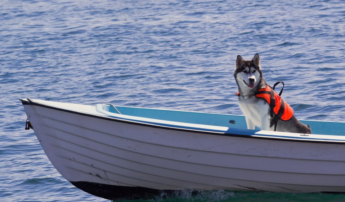 A husky dog wearing a life jacket is sitting in a boat in the water.