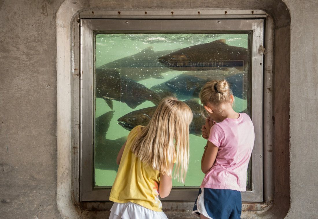 Two young girls are looking at fish in an aquarium.