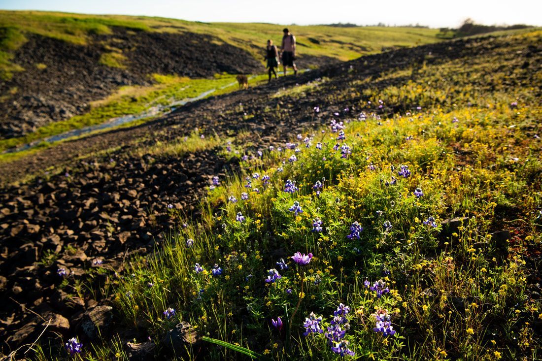 Two people are riding horses down a dirt road in a field of flowers.