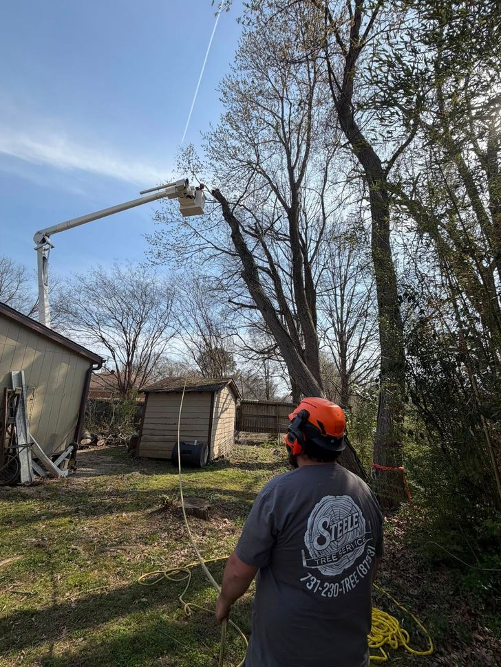 Worker in orange helmet trimming a tall tree beside a house with a pole saw Worker in orange helmet trimming a tall tree beside a house with a pole saw